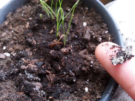 Do you see dusty mold on the soil of house plants?? Urban Indoor Garden