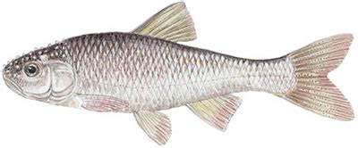 Fish Identification: Common Shiner (Luxilus cornutus)