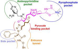 Open-chain thiamine analogues as potent inhibitors of thiamine ...