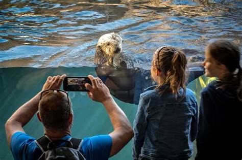 Live cams | Monterey Bay Aquarium