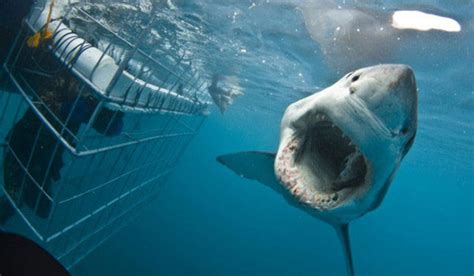 Shark Cage Diving - Downhill Adventures | Cape Town Adventures