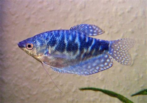 Gourami Species for Aquariums #TropicalFishKeeping | Aquarium fish ...