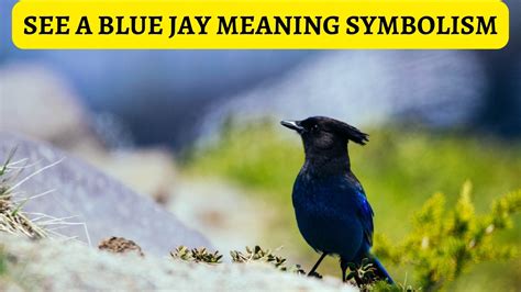 What Does It Mean When You See A Blue Jay - Symbolism And Signs