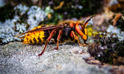 Types of Hornets and Which Ones to Avoid - AZ Animals