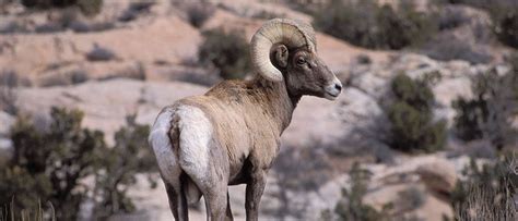 Bighorn Sheep - Canyonlands National Park (U.S. National Park Service)