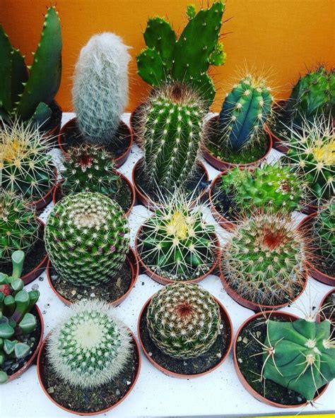 Baby cactus | Plantas, Suculentas, Cactus