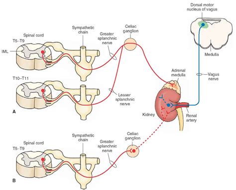 The Autonomic Nervous System (Integrative Systems) Part 3