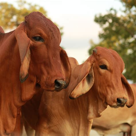 American Cow Breeds