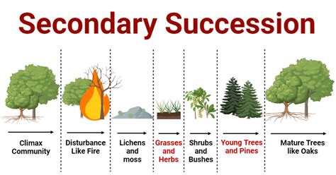 Secondary Succession: Stages, Examples, Importance