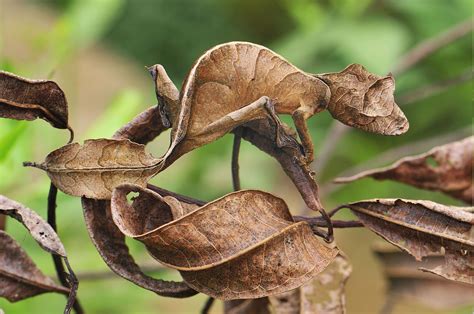 animals, Reptile, Gecko, Camouflage Wallpapers HD / Desktop and Mobile ...