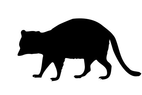 Raccoon Silhouette Free Stock Photo - Public Domain Pictures