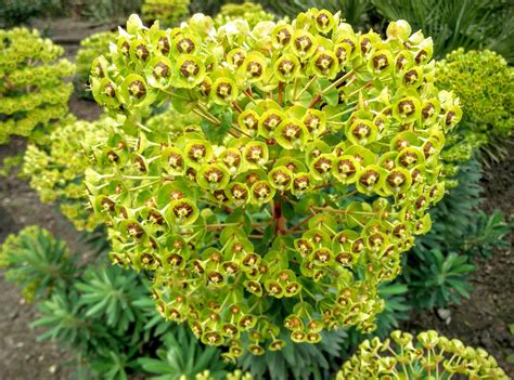 Euphorbia characias is a striking Mediterranean plant. Did you know ...