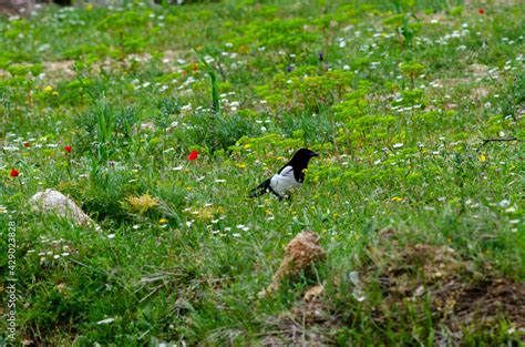 Pica Pica bird in nature grass place mount Parnitha Athens Stock Photo ...