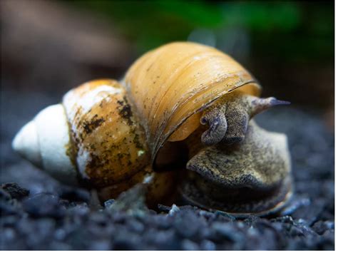 Japanese Trapdoor Snails: Size, Care, And Maintenance | SnailPedia