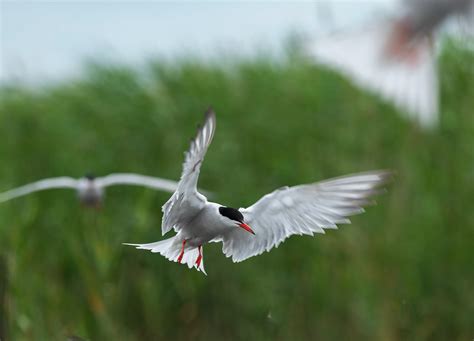 Manmade Common Tern breeding platform on Behance