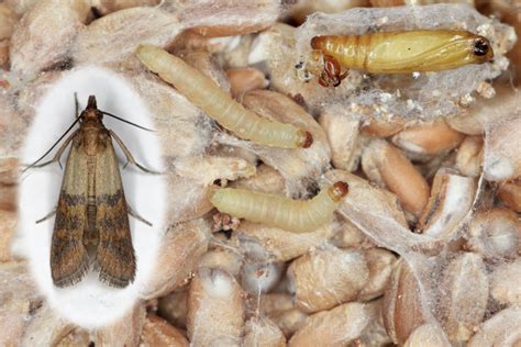 How to Rid of Pantry of Moths - Aantex Pest & Termite Control