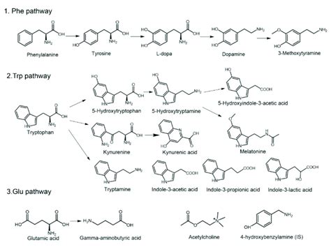 Structures and pathways of the nineteen monoamine neurotransmitters and ...