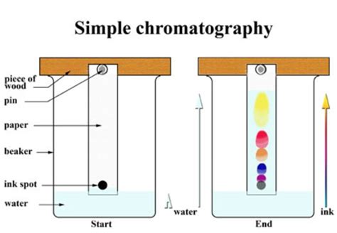 Chromatography Diagram Labeled