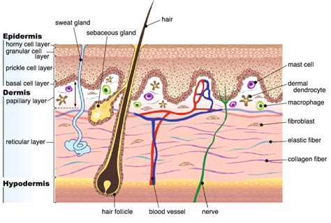 Papillary Layer And Reticular Layer Of Dermis