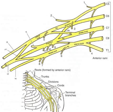 Nerves diagram 1 Diagram | Quizlet