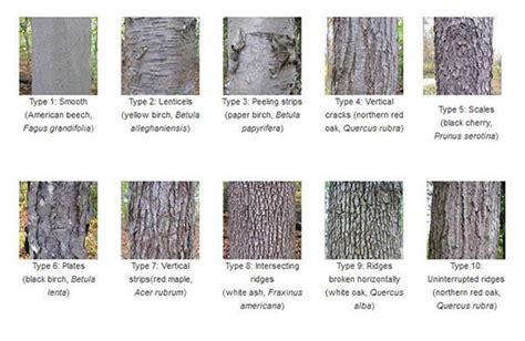 Tree bark identification - good to know when identifying mushrooms that ...