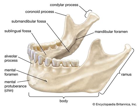 Face In Human Mandibular Anatomy