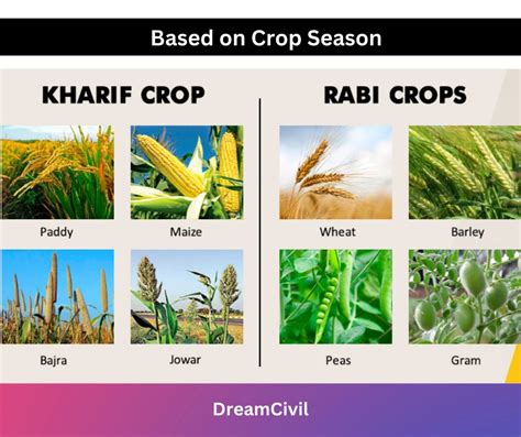 6 Types of Crops: Total Growing Period of Some Crops - Dream Civil