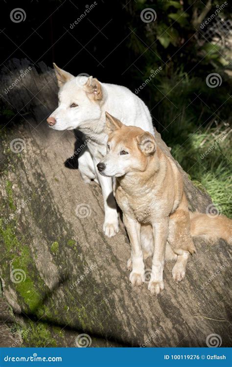 White and golden dingo stock photo. Image of golden - 100119276