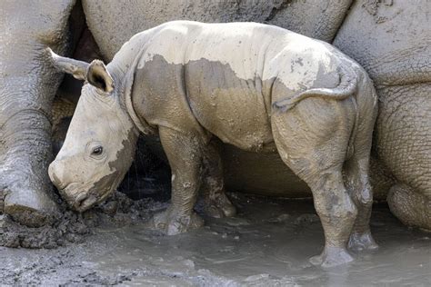 White rhino calf born at San Diego Zoo Safari Park - Los Angeles Times