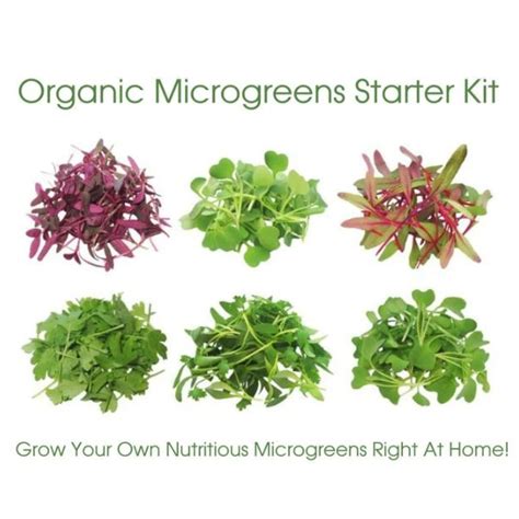 Microgreen Seeds Variety Pack - 5 Varieties - Organic & Non Gmo Microg ...