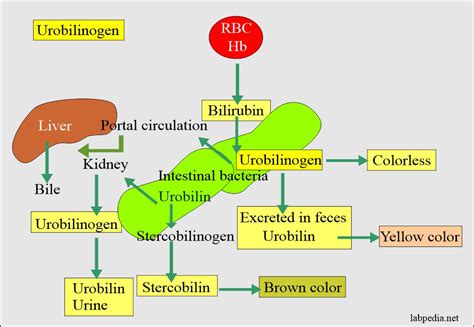 Urine for Urobilinogen