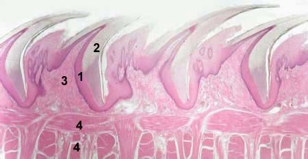 FILIFORM PAPILLAE OF THE TONGUE 1 - epithelium covering papilla ...