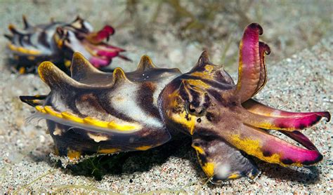 Flamboyant cuttlefish (Metasepia pfefferi) found in the shallow waters ...