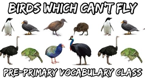 Birds which cannot fly (flightless birds)| Vocabulary class | Pre ...