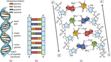 Bromine Electron Dot Diagram