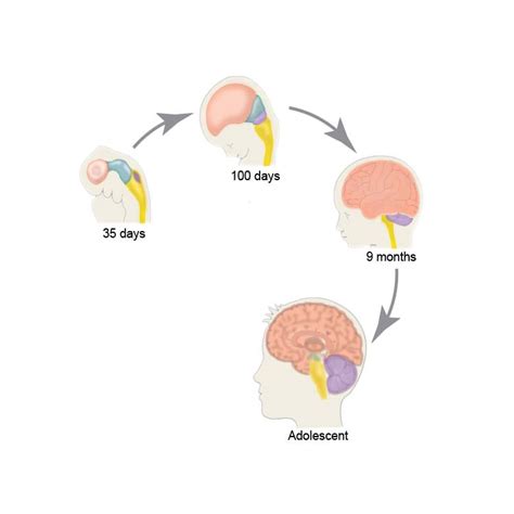 Timeline of brain development