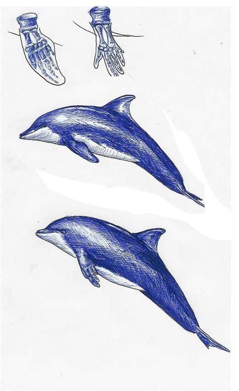 Evolution dolphin project by liquidspoof on DeviantArt