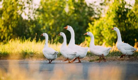 Ultimate Guide To Raising Geese - Farmhouse Guide