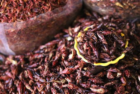 Ultimate Guide to Edible Insects Around the World