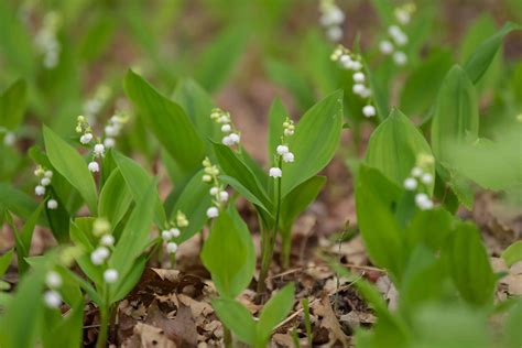 Lily Of The Valley Ground Cover