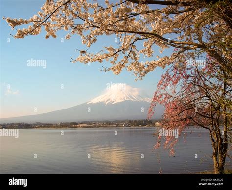 Mt Fuji and Cherry Blossom at lake Kawaguchiko Stock Photo - Alamy