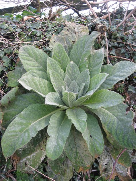 Great mullein | Plant-Lore