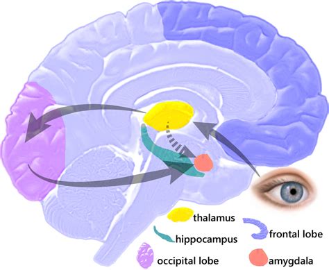 Amygdala hijack | Psychology Wiki | FANDOM powered by Wikia