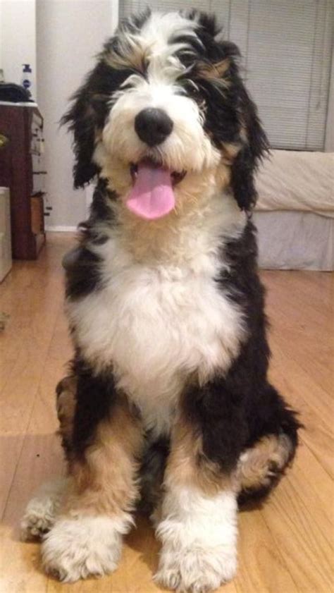 Otto the Bernedoodle... - Science and Nature | Puppies, Bernedoodle ...