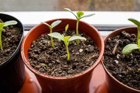 Growing Melons from Seeds or Seedlings - Food Gardening Network