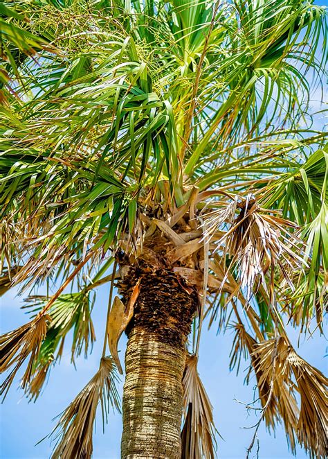 Sabal Palm Tree (Sabal palmetto) | Palm trees, Palmetto tree, Plant nursery