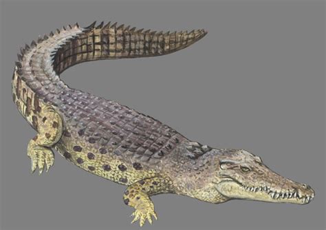 ADW: Crocodylus porosus: INFORMATION