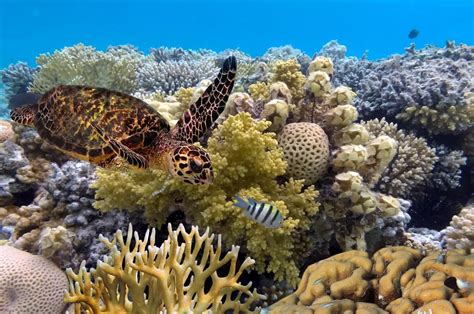 Saving coral reefs like these can save other ecosystems