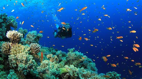 Free download Scuba diving diver ocean sea underwater fish wallpaper ...