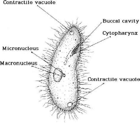 Micrograph of the ciliate Paramecium. Macronuclei of ciliates are more ...